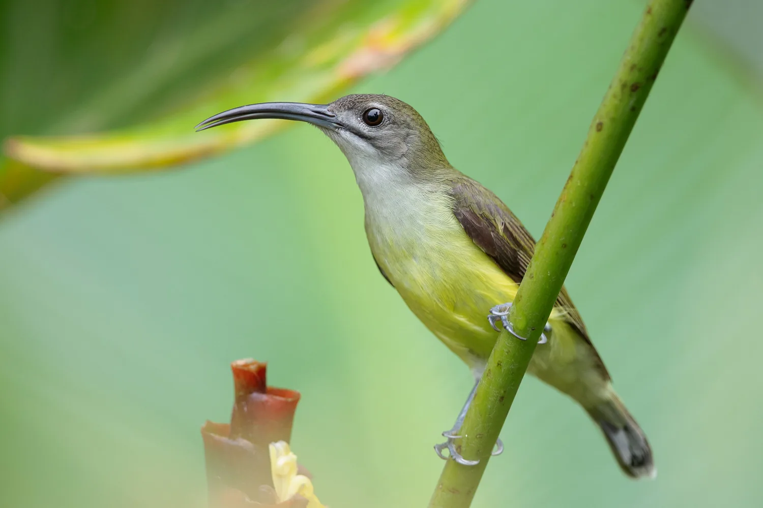 Little Spiderhunter at Bukit Drive