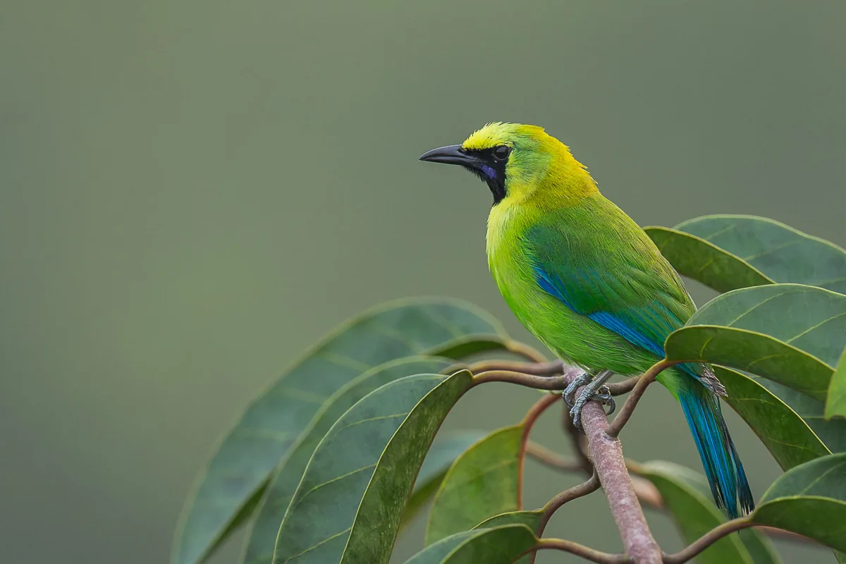 Male Blue-winged Leafbird at Jelutong Tower