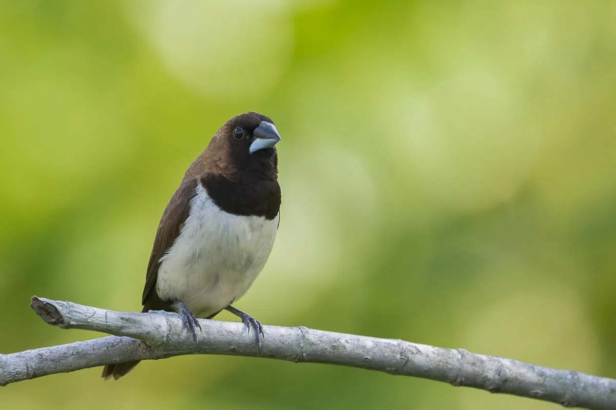 Javan Munia at Satay by the Bay