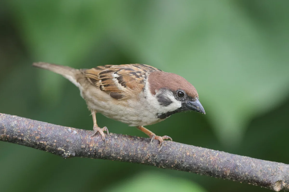 Eurasian Tree Sparrow at Yishun Dam