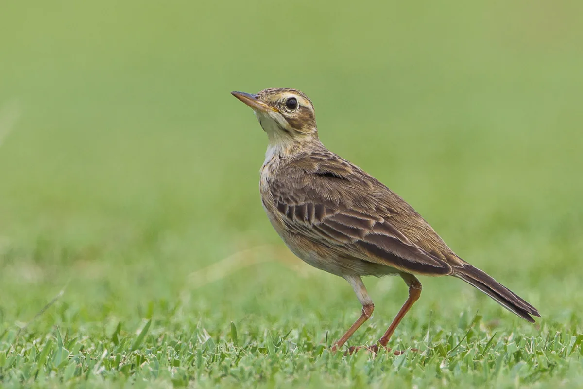 Paddyfield Pipit at NSRCC