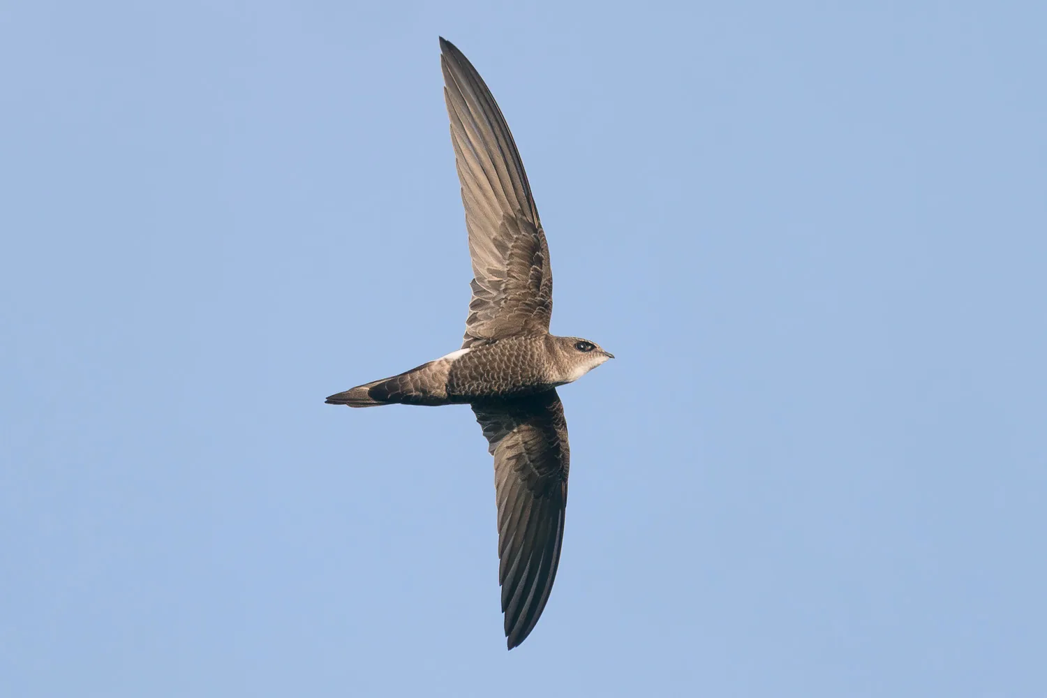 Fork-tailed Swift at Henderson Waves