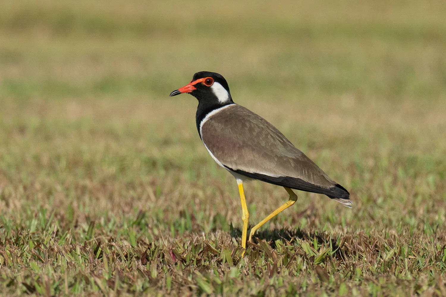 Red-wattled Lapwing at Marina East Drive