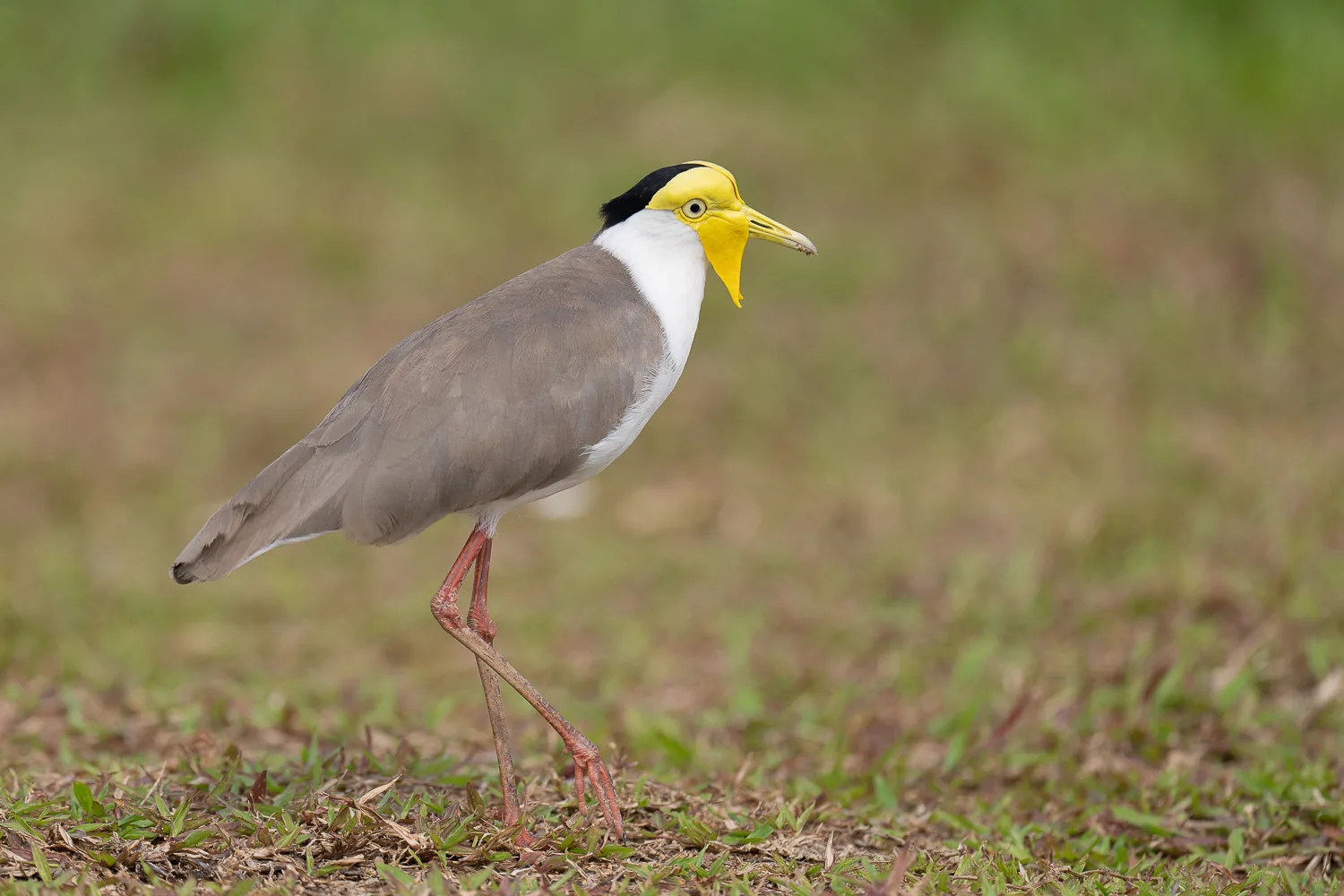 Masked Lapwing at Marina East Drive