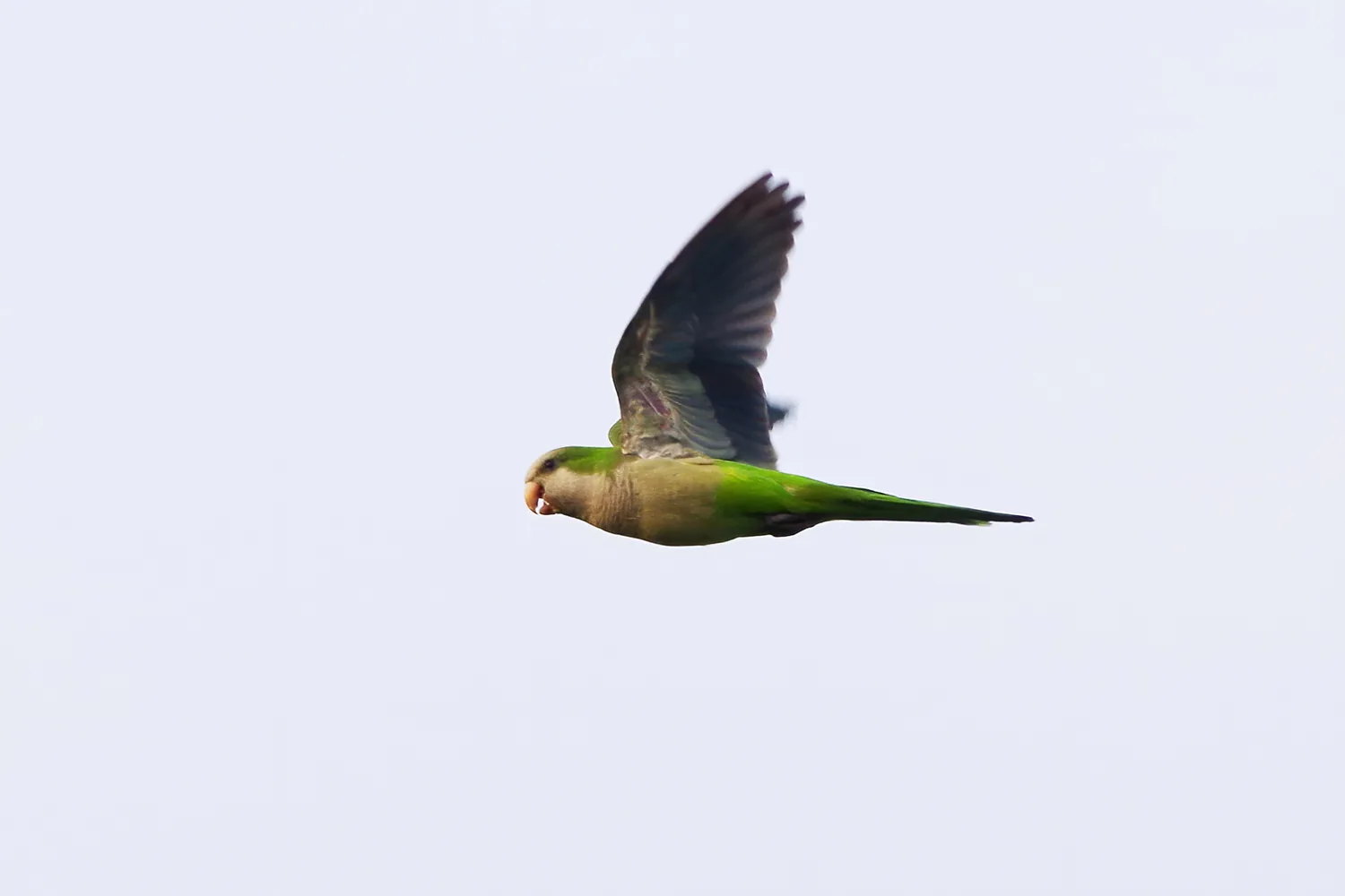 Monk Parakeet at Lorong Halus