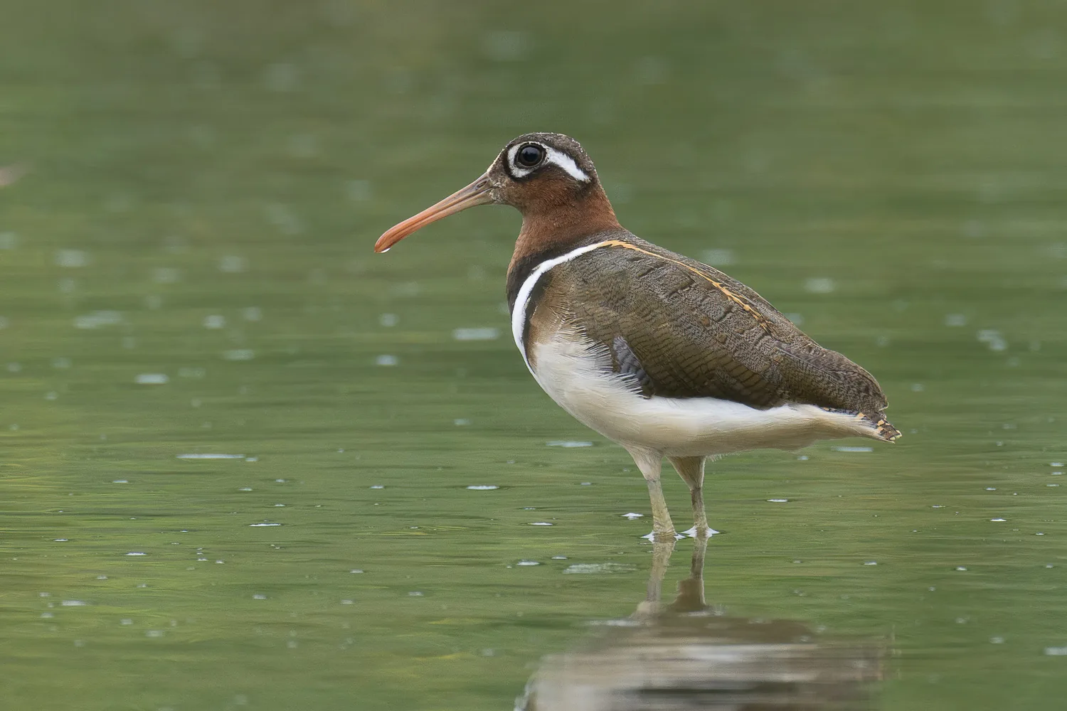 Greater Painted-snipe at Kranji Marshes