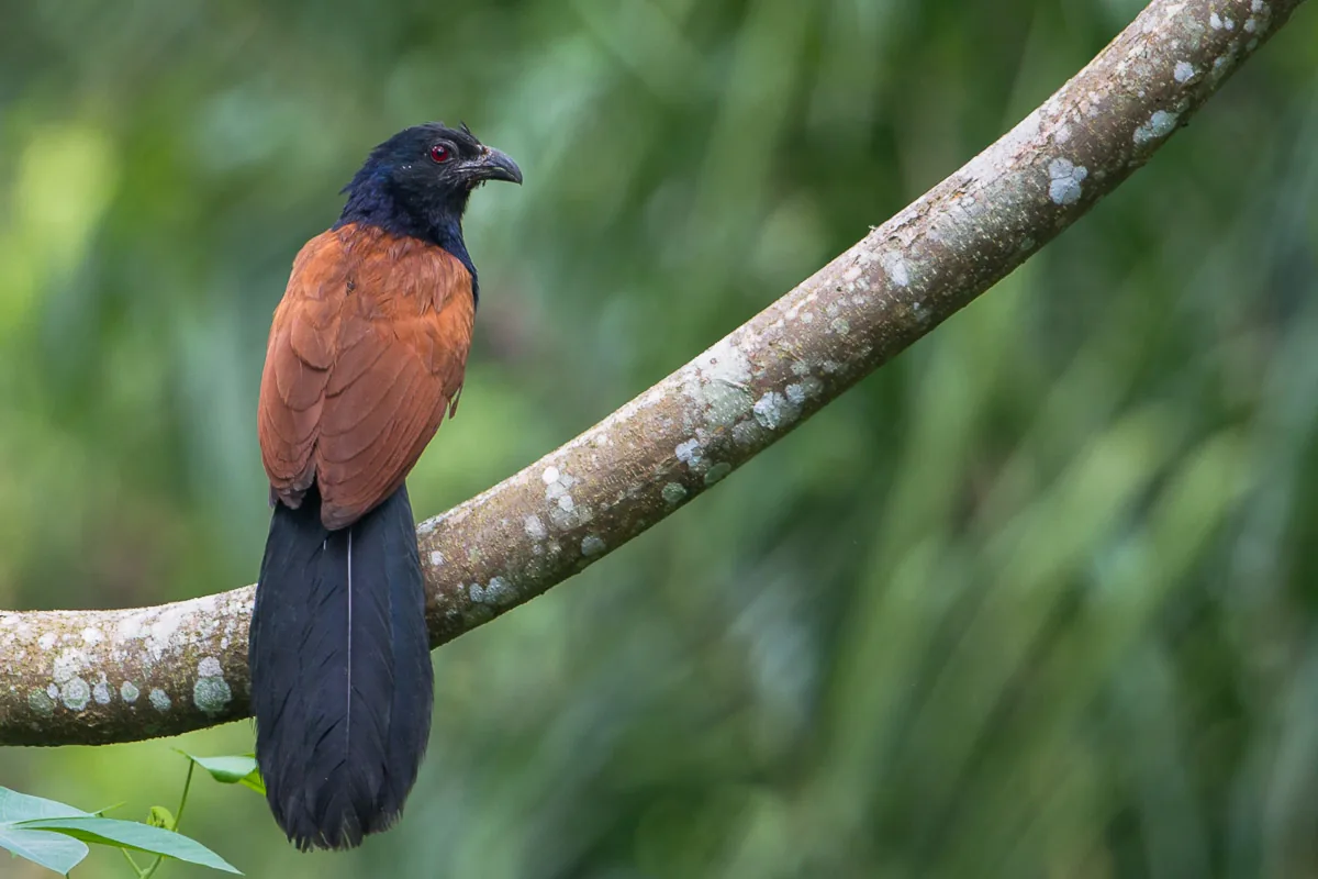 Greater Coucal at Venus Drive