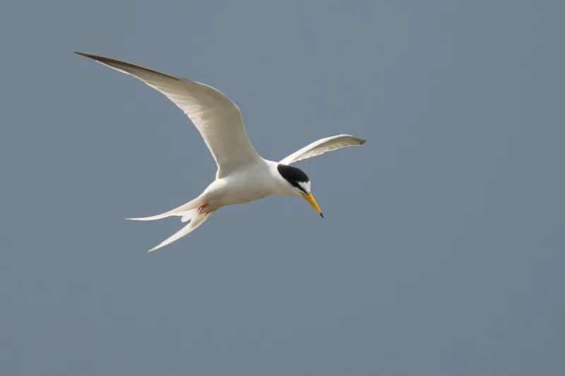 Little Tern · Birds of Singapore