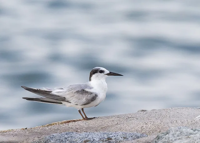 Little Tern · Birds of Singapore