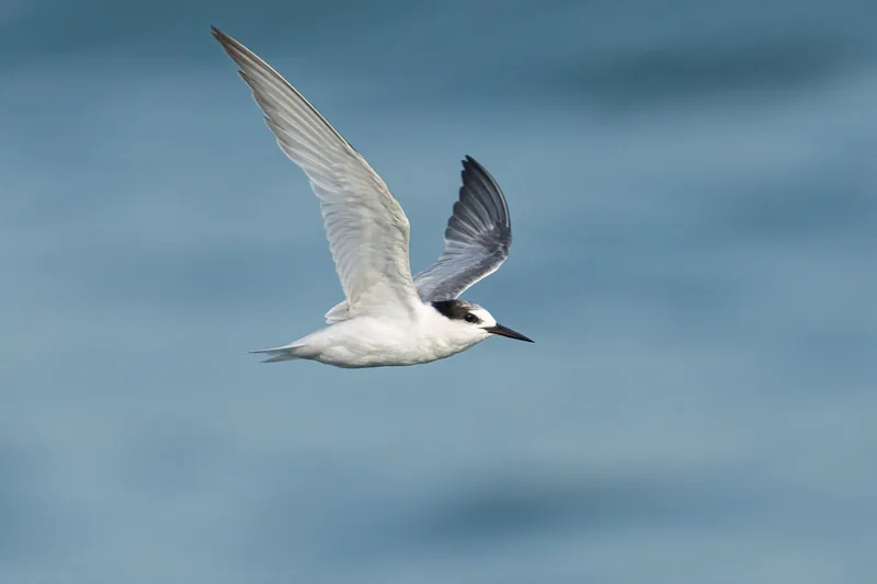 Little Tern · Birds of Singapore