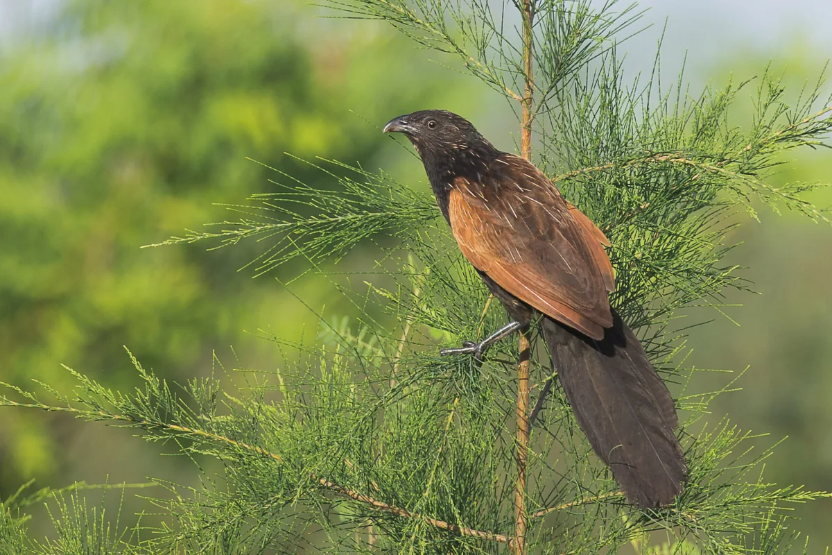 Adult Lesser Coucal at Punggol Barat